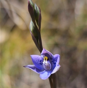 Thelymitra simulata at Captains Flat, NSW - 22 Oct 2024