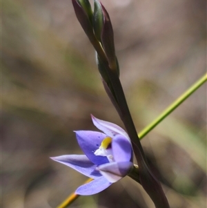 Thelymitra simulata at suppressed - 22 Oct 2024