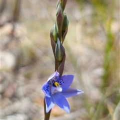 Thelymitra simulata at suppressed - 22 Oct 2024