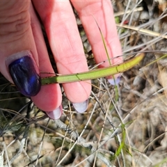 Thelymitra simulata at Captains Flat, NSW - 22 Oct 2024