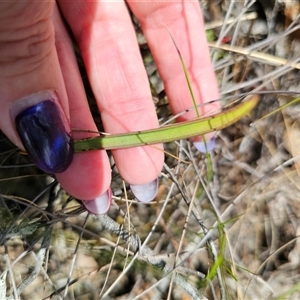 Thelymitra simulata at Captains Flat, NSW - 22 Oct 2024