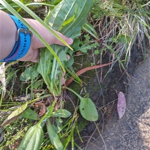 Plantago major at Florey, ACT - 22 Oct 2024