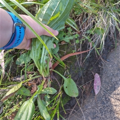 Plantago major (Greater Plantain) at Florey, ACT - 21 Oct 2024 by rbannister