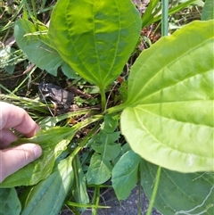 Plantago major at Florey, ACT - 22 Oct 2024 10:20 AM