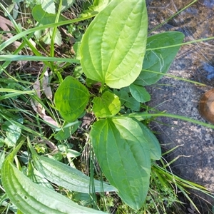 Plantago major at Florey, ACT - 22 Oct 2024