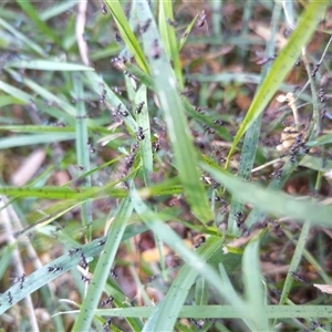 Formicidae (family) at Florey, ACT - 21 Oct 2024