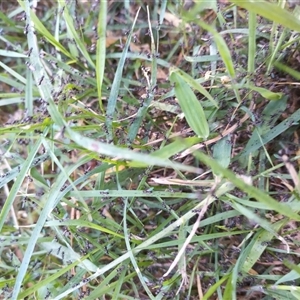 Formicidae (family) at Florey, ACT - 21 Oct 2024