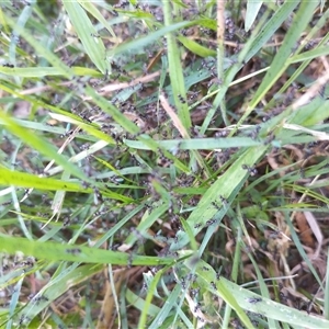 Formicidae (family) at Florey, ACT - 21 Oct 2024