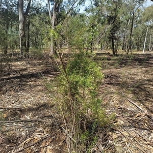 Clematis leptophylla at Bruce, ACT - 19 Oct 2024