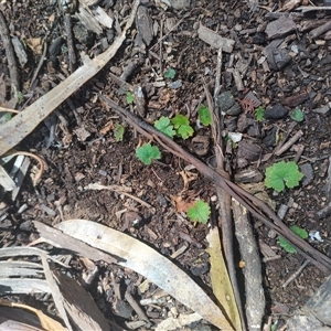 Hydrocotyle laxiflora (Stinking Pennywort) at Bruce, ACT by rbannister