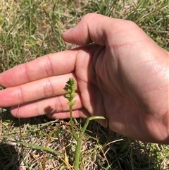 Microtis sp. (Onion Orchid) at Bonner, ACT - 22 Oct 2024 by TimYiu