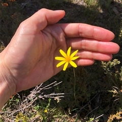 Microseris walteri (Yam Daisy, Murnong) at Bonner, ACT - 22 Oct 2024 by TimYiu