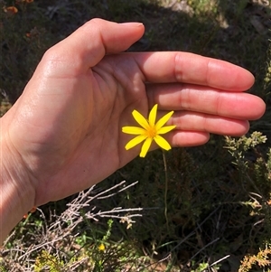 Microseris walteri at Bonner, ACT by TimYiu