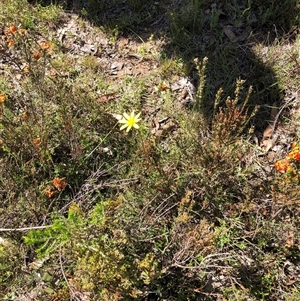 Microseris walteri at Bonner, ACT - 22 Oct 2024