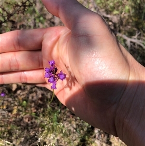 Linaria pelisseriana at Bonner, ACT - 22 Oct 2024 10:49 AM