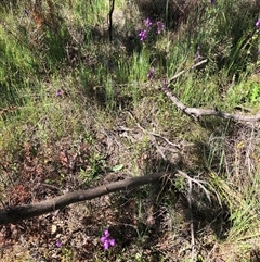 Linaria pelisseriana at Bonner, ACT - 22 Oct 2024 10:49 AM