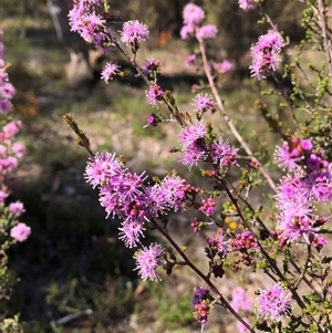 Kunzea parvifolia (Violet Kunzea) at Bonner, ACT by TimYiu