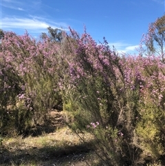 Kunzea parvifolia at Bonner, ACT - 22 Oct 2024