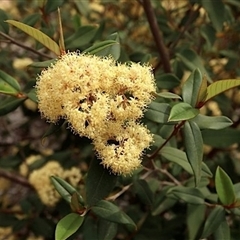 Pomaderris walshii (Carrington Falls Pomaderris) at Acton, ACT - 7 Oct 2019 by MichaelBedingfield