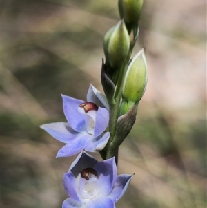 Thelymitra sp. (pauciflora complex) at Captains Flat, NSW - suppressed