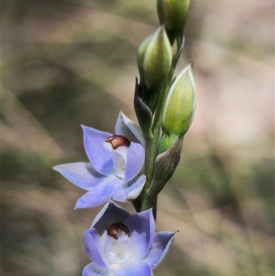 Thelymitra sp. (pauciflora complex) (Sun Orchid) at Captains Flat, NSW - 22 Oct 2024 by Csteele4