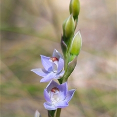 Thelymitra sp. (pauciflora complex) at Captains Flat, NSW - 22 Oct 2024