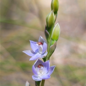 Thelymitra sp. (pauciflora complex) at Captains Flat, NSW - suppressed