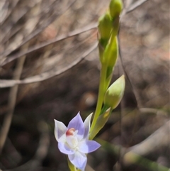 Thelymitra sp. (pauciflora complex) at Captains Flat, NSW - 22 Oct 2024