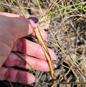 Thelymitra sp. (pauciflora complex) at Captains Flat, NSW - suppressed