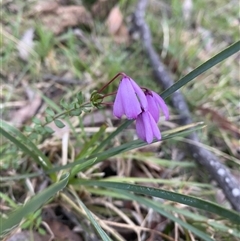 Tetratheca bauerifolia (Heath Pink-bells) at Brindabella, NSW - 11 Oct 2024 by Mulch