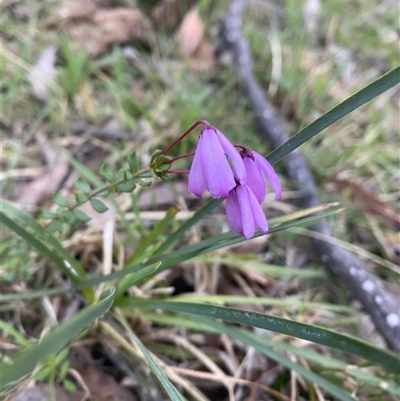 Tetratheca bauerifolia (Heath Pink-bells) at Brindabella, NSW - 12 Oct 2024 by Mulch