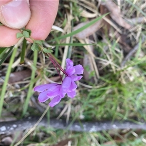 Tetratheca bauerifolia at Brindabella, NSW - suppressed