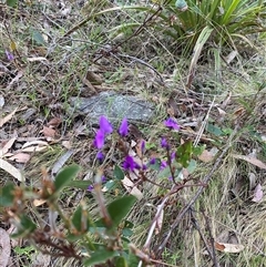 Hardenbergia violacea (False Sarsaparilla) at Brindabella, NSW - 12 Oct 2024 by Mulch