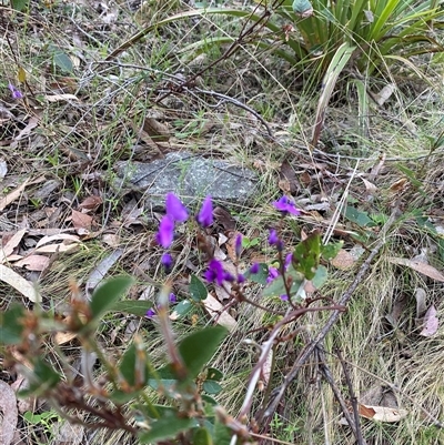 Hardenbergia violacea (False Sarsaparilla) at Brindabella, NSW - 12 Oct 2024 by Mulch