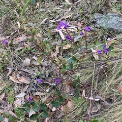 Hardenbergia violacea at Brindabella, NSW - suppressed