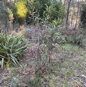 Unidentified Plant at Brindabella, NSW by Mulch