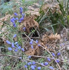 Comesperma volubile (Love Creeper) at Brindabella, NSW - 11 Oct 2024 by Mulch