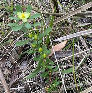 Hibbertia obtusifolia at Brindabella, NSW - 12 Oct 2024