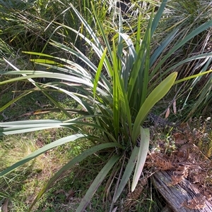 Dianella tasmanica at Brindabella, NSW - suppressed