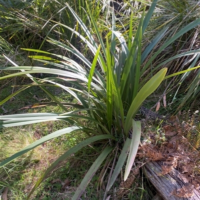 Dianella tasmanica (Tasman Flax Lily) at Brindabella, NSW - 12 Oct 2024 by Mulch