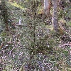 Coprosma quadrifida (Prickly Currant Bush, Native Currant) at Brindabella, NSW - 11 Oct 2024 by Mulch