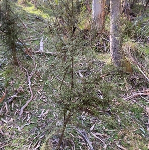 Coprosma quadrifida at Brindabella, NSW - suppressed