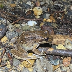 Unverified Reptile or Frog at Termeil, NSW - 18 Oct 2024 by Mulch