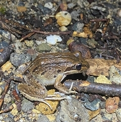 Unidentified Reptile and Frog at Termeil, NSW - 18 Oct 2024 by Mulch