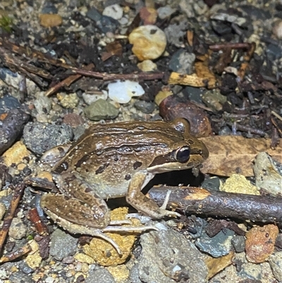 Unverified Reptile or Frog at Termeil, NSW - 18 Oct 2024 by Mulch