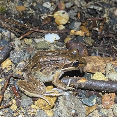 Unidentified Reptile or Frog at Termeil, NSW - 18 Oct 2024 by Mulch