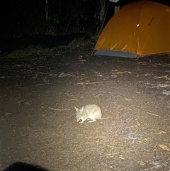 Perameles nasuta (Long-nosed Bandicoot) at Termeil, NSW - 18 Oct 2024 by Mulch