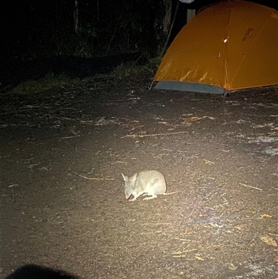 Perameles nasuta (Long-nosed Bandicoot) at Termeil, NSW - 18 Oct 2024 by Mulch