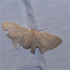 Scopula (genus) (A wave moth (Sterrhinae)) at Turner, ACT - 21 Oct 2024 by ConBoekel