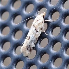 Opsitycha squalidella (Barea Group) at Turner, ACT - 21 Oct 2024 by ConBoekel